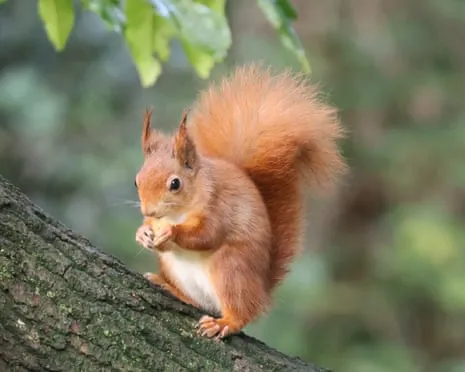 Native Red Squirrels Prospering on Isle of Wight with Potential to Grow Significantly, Findings Reveals